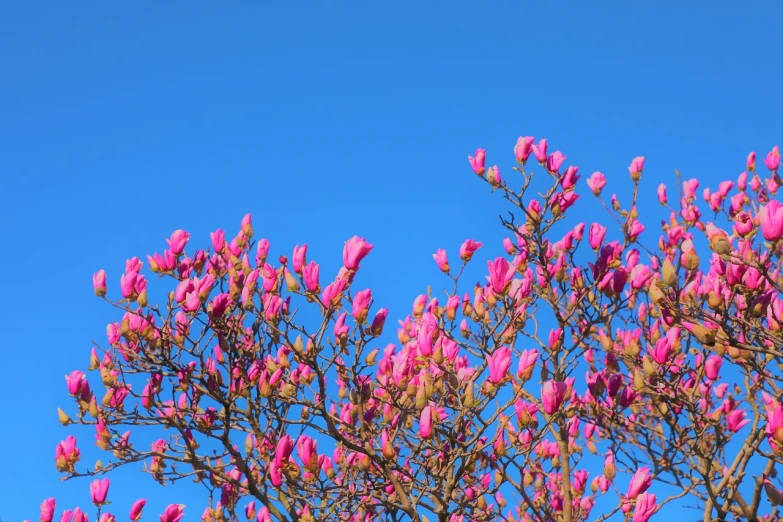 a pink flowered tree against a blue sky, a photo, chromostereopsis, very sharp photo
