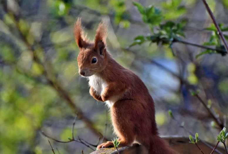 a red squirrel sitting on top of a tree branch, a portrait, in a sunbeam, big ears, proud, back and standing