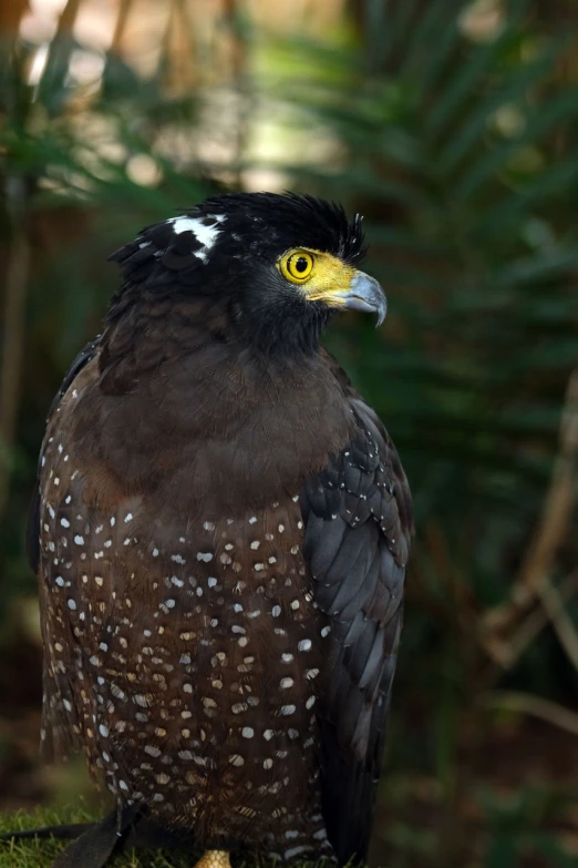 a close up of a bird of prey, hurufiyya, rare bird in the jungle, shag, speckled, with glowing yellow eyes