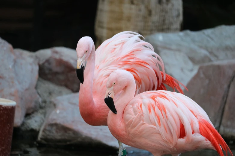 a couple of pink flamingos standing next to each other, a photo, mid shot photo