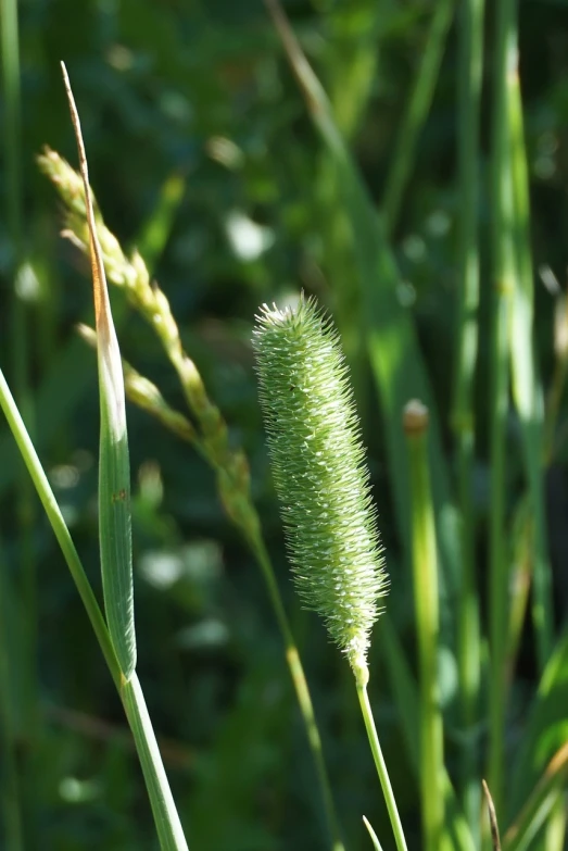 a close up of a plant with a blurry background, hurufiyya, cat tail, fluffy green belly, in a open green field, coxcomb