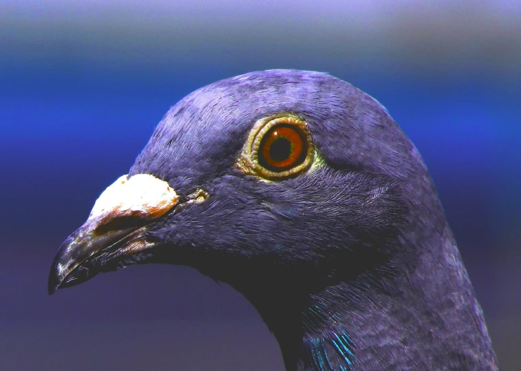 a close up of a pigeon's head with a blurry background, by Jan Rustem, flickr, photorealism, rich blue color, worm\'s eye view, purple. smooth shank, high detail 4k