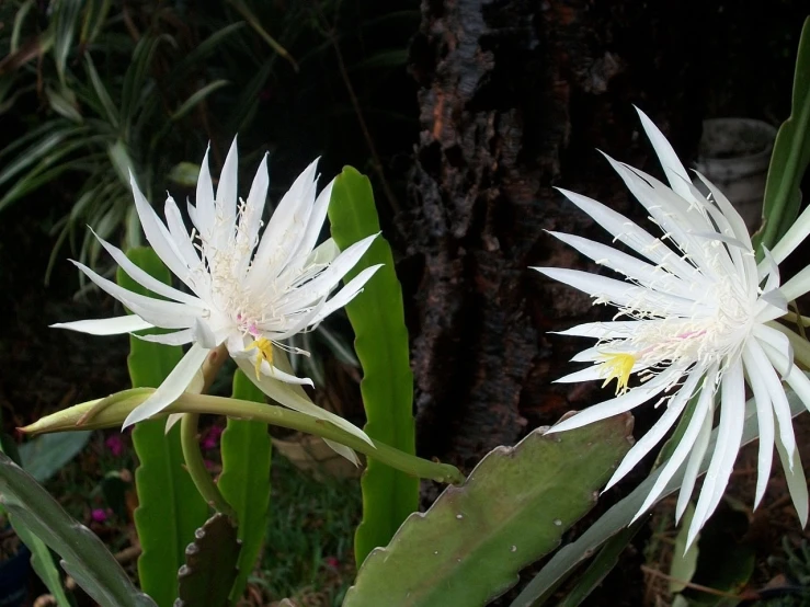 a couple of white flowers sitting on top of a green plant, hurufiyya, bromeliads, wikimedia commons, dragon fruits, moonrays