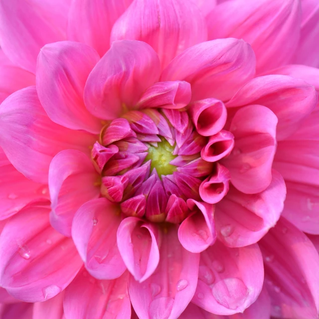 a close up of a pink flower with water droplets, by Anna Haifisch, dahlias, flowers background, immense detail, beautiful high detail photo
