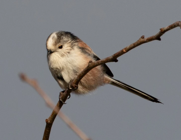 a small bird sitting on top of a tree branch, a portrait, by Peter Churcher, flickr, fluffy tail, gushy gills and blush, spherical, grumpy [ old ]