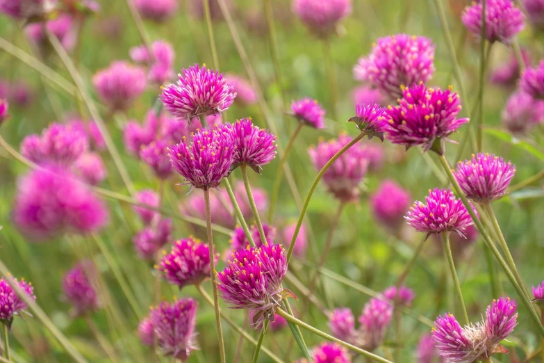 a bunch of pink flowers in a field, a portrait, by Anato Finnstark, shutterstock, pincushion lens effect, purple and green colors, background natural flower, green magenta and gold