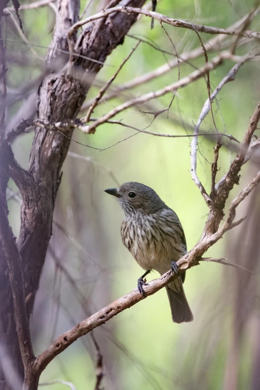 a small bird sitting on top of a tree branch, by Peter Churcher, tamborine, 1 female, cross hatched, tiny mouth