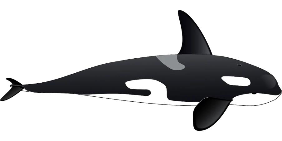 a black and white orca whale on a white background, an illustration of, by Martina Krupičková, trending on pixabay, side front view, cell-shaded, he has an elongated head shape, pod