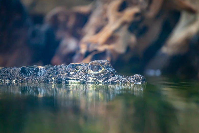 a close up of an alligator in a body of water, a picture, by Dietmar Damerau, shutterstock, sumatraism, ultra shallow depth of field, in an african river, laos, stock photo