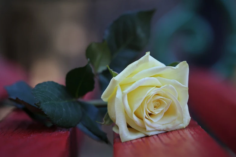 a yellow rose sitting on top of a wooden bench, a picture, romanticism, red and white colors, white petal, albino, yellow and greens