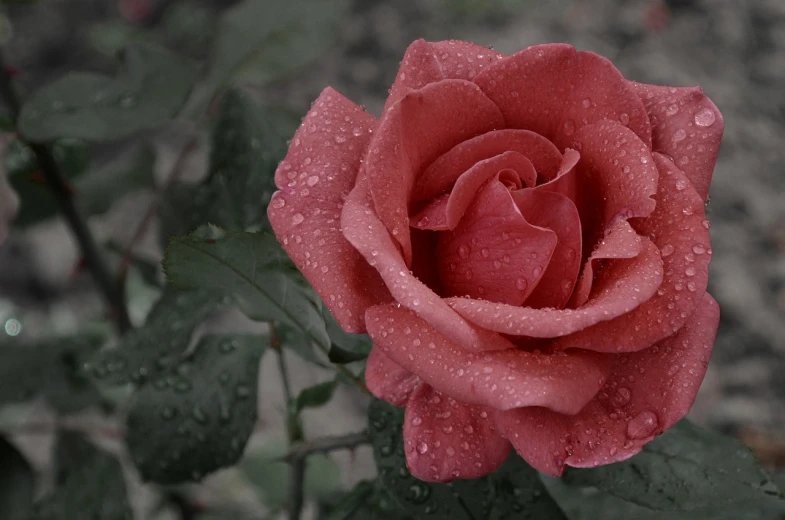 a red rose with water droplets on it, a picture, flickr, romanticism, faded pink, slight overcast weather, detailed screenshot, beautiful girls
