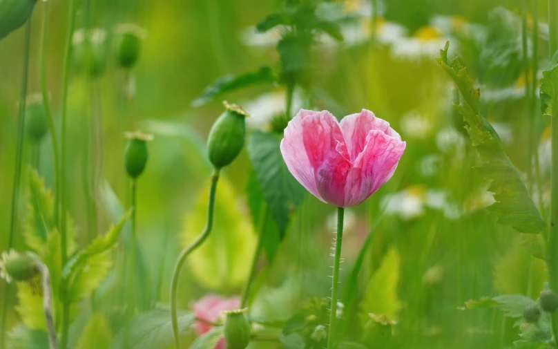 a close up of a pink flower in a field, a picture, by Charmion von Wiegand, poppy, detailed medium format photo, bloom and flowers in background, in gentle green dawn light