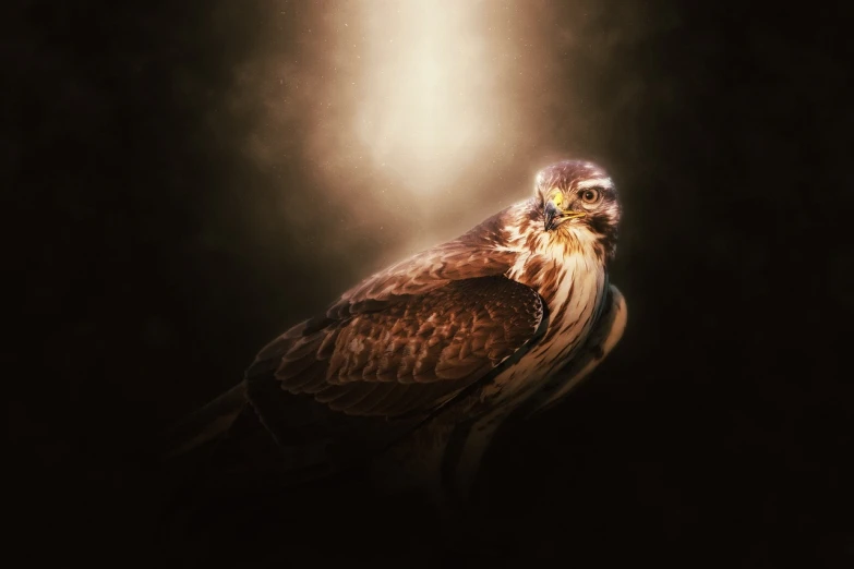 a close up of a bird of prey, a portrait, inspired by Johannes Fabritius, digital art, epic lighting from above, mystic light, motivational, odin