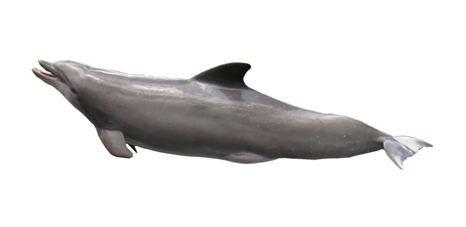 a close up of a dolphin on a black background, a digital rendering, by Joseph Henderson, 1128x191 resolution, scientific photo, photo taken in 2 0 2 0, zoomed out full body