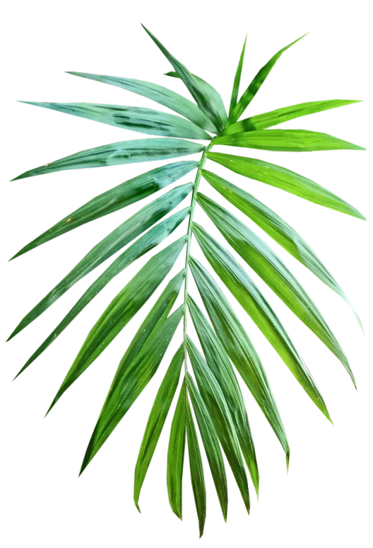 a close up of a palm leaf on a black background, plant specimens, very accurate photo, illustration, various posed