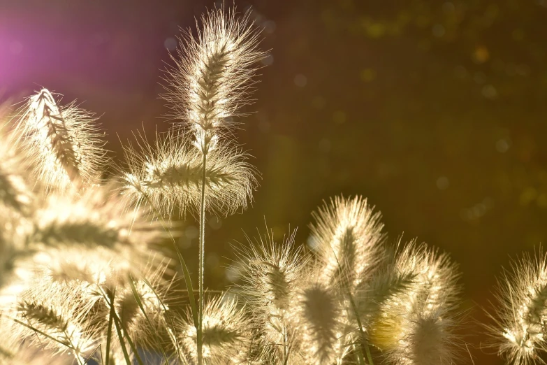 a close up of some grass with the sun in the background, naturalism, glowing feathers, lights with bloom, good lighted photo