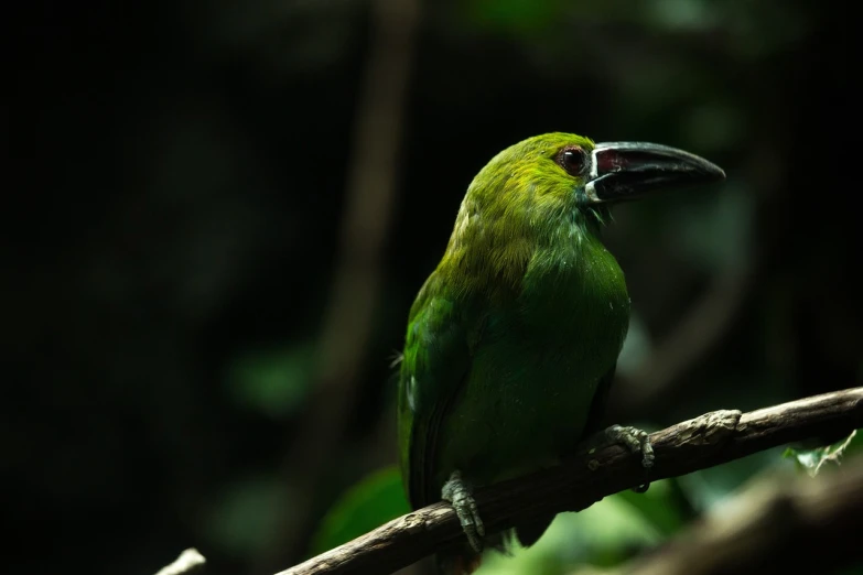 a green bird sitting on top of a tree branch, flickr, sumatraism, long thick shiny black beak, against dark background, tourist photo