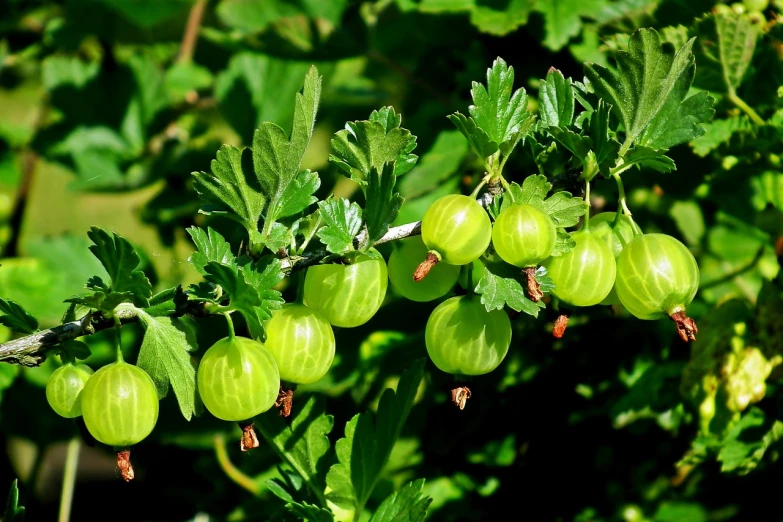 a close up of a bunch of green berries on a tree, a digital rendering, by Anato Finnstark, pixabay, chinese lanterns, avatar image, having a snack, gooseman