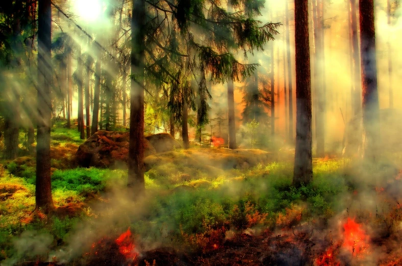 a forest fire in the middle of a forest, a tilt shift photo, by Eugeniusz Zak, shutterstock, romanticism, hdr!, magic world. colorful, ground mist, hdr photo