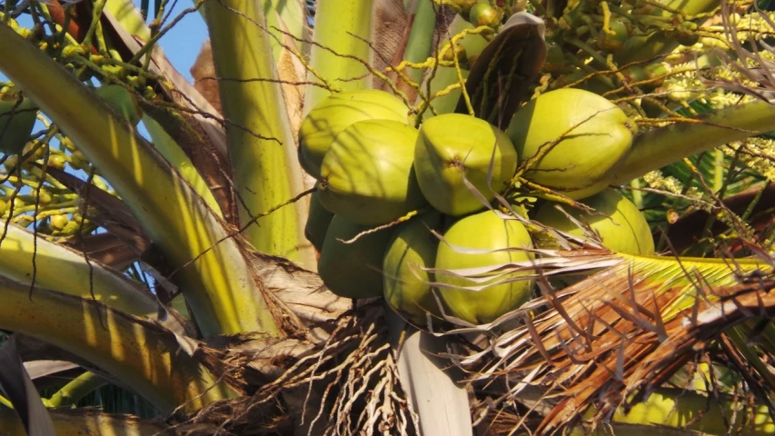 a bunch of green coconuts hanging from a tree, a portrait, flickr, hurufiyya, saguaro, flax, breakfast, lots of detail