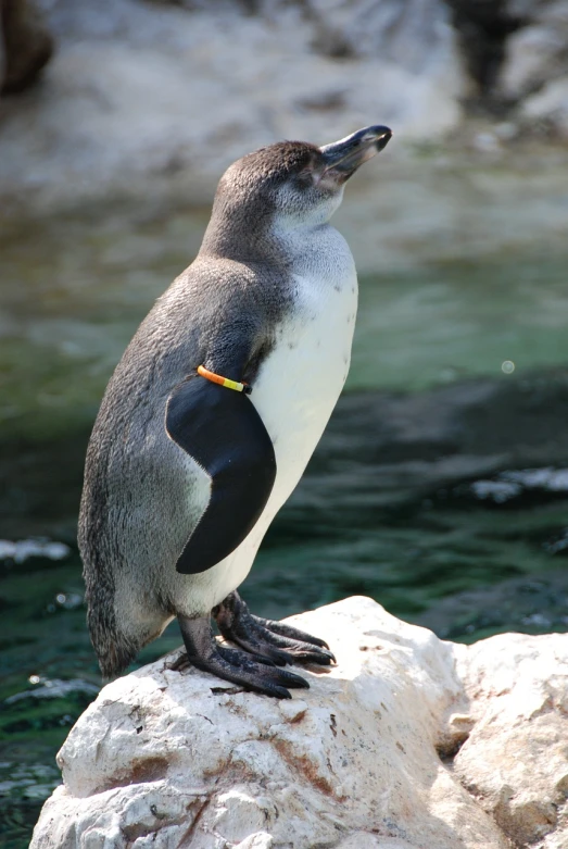 a penguin sitting on top of a rock next to a body of water, a portrait, by Lorraine Fox, flickr, wearing collar, wearing presidential band, in the zoo exhibit, swarovski