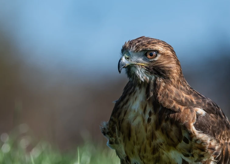 a bird that is standing in the grass, a portrait, by Dietmar Damerau, shutterstock, hawk, raptor, portait photo, close up photo