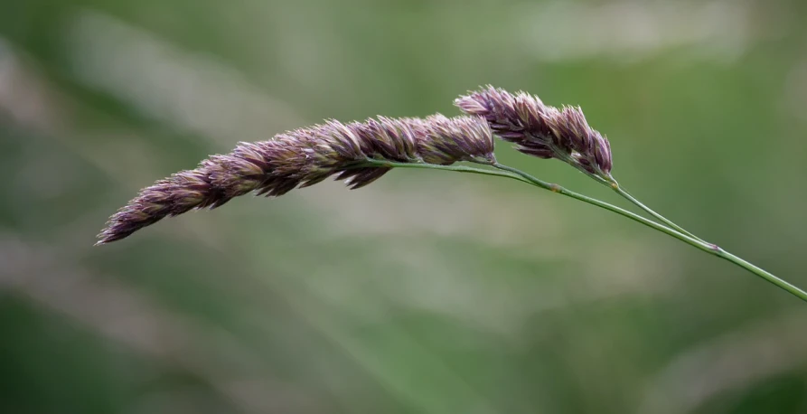 a close up of a flower with a blurry background, by Dietmar Damerau, phragmites, purple foliage, high detailed photo, bushy tail