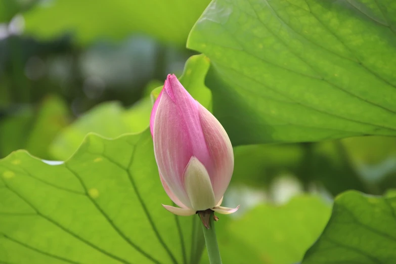 a pink flower with green leaves in the background, by Maeda Masao, flickr, hurufiyya, lotus pose, song nan li, flower buds, thanshuhai