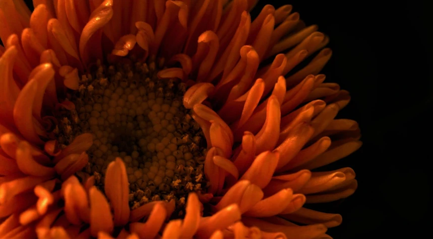 a close up of an orange flower on a black background, by Jan Rustem, flickr, intricate hyper detail, evening light, daisy, bottom - view