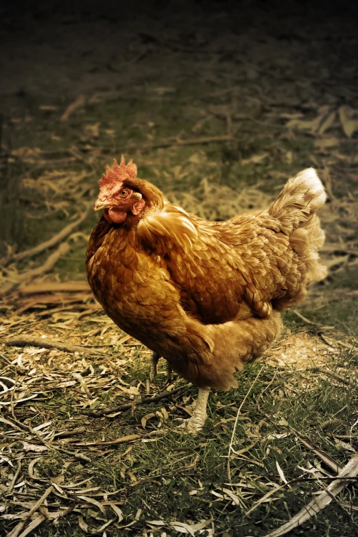 a brown chicken standing on top of a grass covered field, a photo, renaissance, ocher, rustic, various posed, reddish