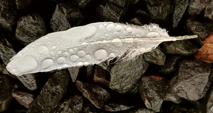 a white feather sitting on top of a pile of rocks, a macro photograph, by Jan Rustem, covered in water drops, eagle feather, quixel megascan, iphone photo