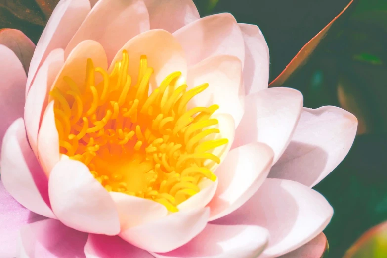 a close up of a pink water lily, by Jason Felix, unsplash, hurufiyya, stylized illustration, banner, pink and yellow, high detail 4 k