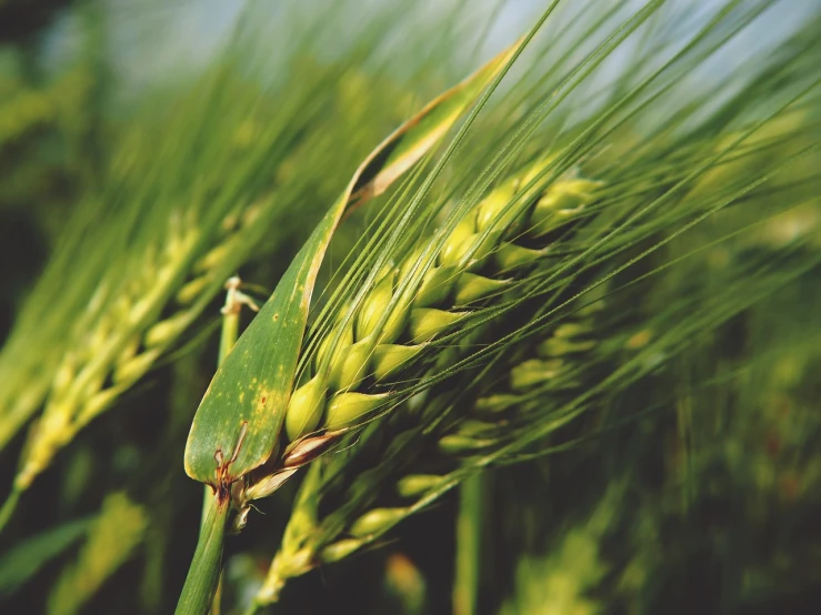 a close up of a stalk of wheat, green, malt, saturated colorized, sharp focused