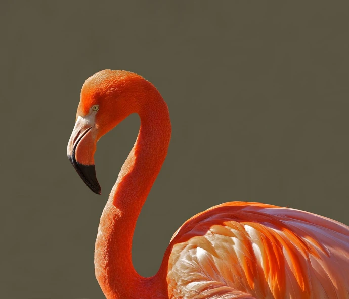 a close up of a flamingo's head and neck, fine art, photorealistic image, orange color, modern very sharp photo, beautiful high detail photo