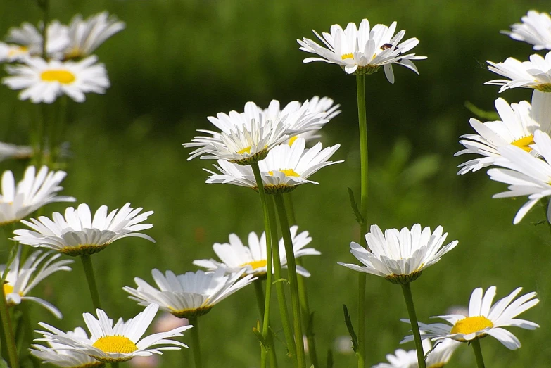 a field of white daisies with yellow centers, a picture, by Istvan Banyai, beautiful flower, wikimedia, tall flowers, paul barson