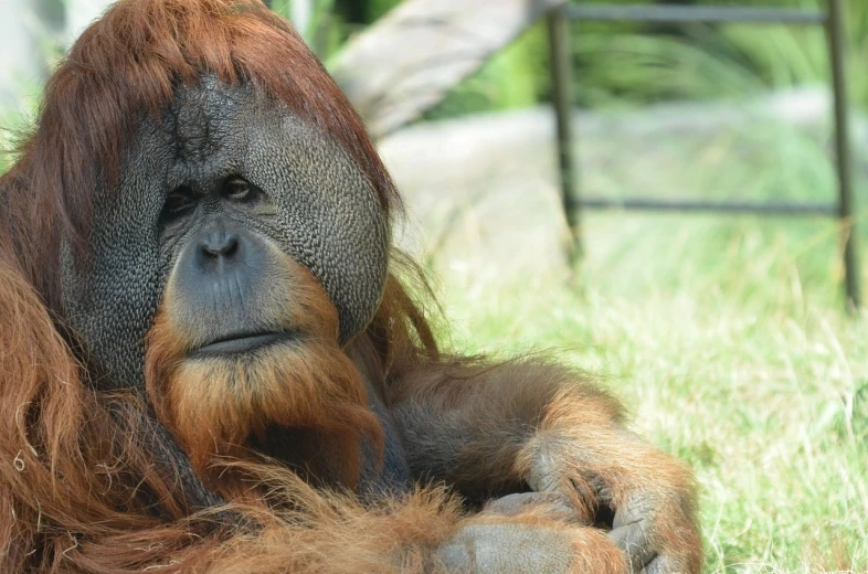 a close up of an orangutan laying in the grass, a portrait, flickr, tiki, resting on his throne, 2070, posing in disguise among humans