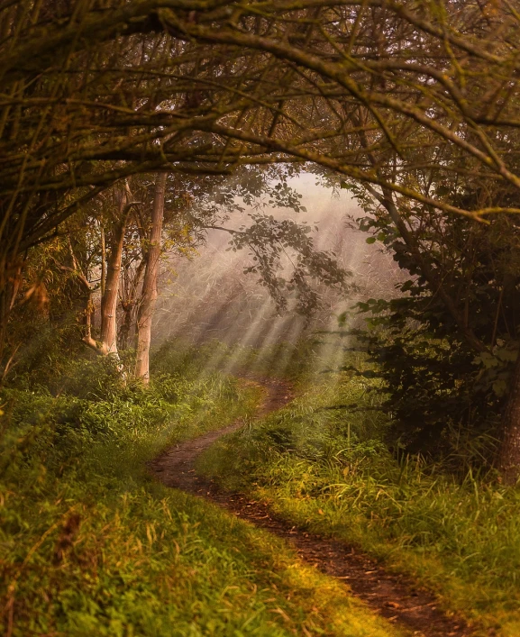 a dirt road running through a lush green forest, by Julian Allen, romanticism, dramatic morning light, forest portal, eden at dawn, peaceful scene
