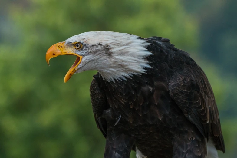 a close up of a bald eagle with its mouth open, by Dietmar Damerau, shutterstock, baroque, view from the side”, usa-sep 20, closeup photo, doing a majestic pose