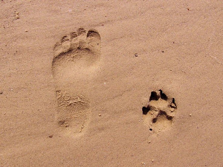 a close up of a person's footprints in the sand, by Alfons von Czibulka, 2 animals, sfw version, free, “ iron bark