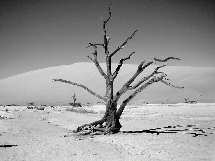 a black and white photo of a dead tree, by Andrei Kolkoutine, flickr, sand desert fantasy, on flickr in 2007, volcanic skeleton, tourist photo
