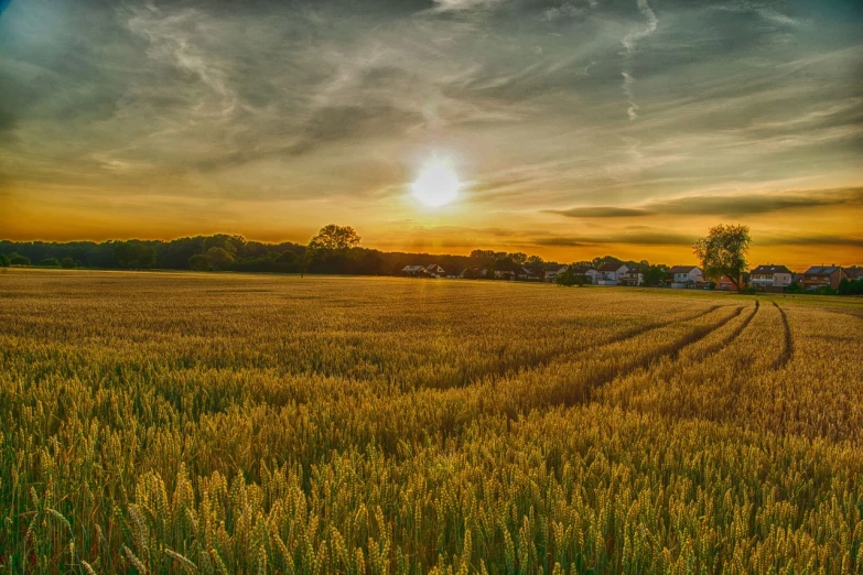 a field of grass with a sunset in the background, a picture, by Karl Pümpin, pexels, precisionism, wheat field behind the house, from wheaton illinois, epic ultrawide shot, hdr!