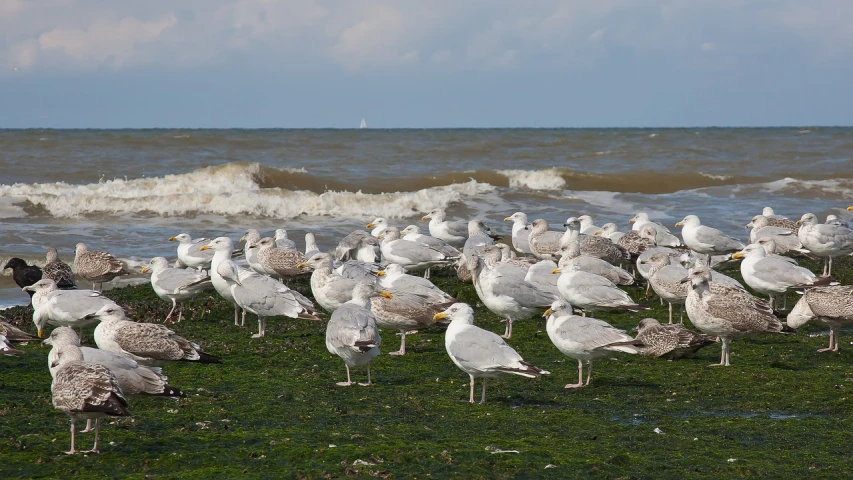 a flock of seagulls standing on top of a grass covered beach, a photo, by Jan Pynas, dredged seabed, photostock, highfleet, illinois