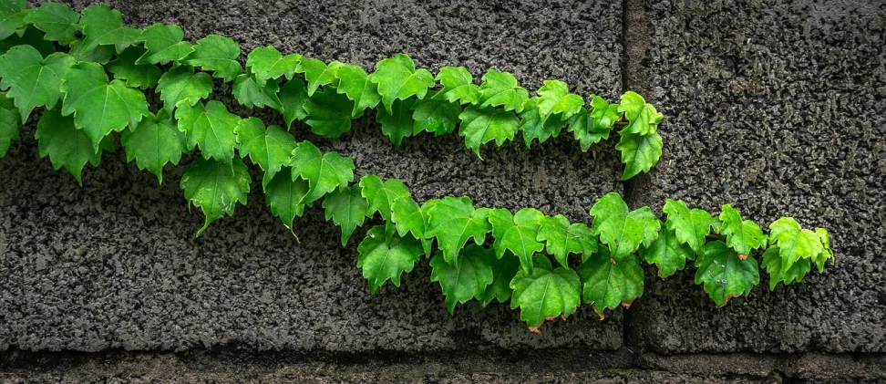 a plant that is growing on the side of a building, a photo, by Gigadō Ashiyuki, sōsaku hanga, ivy, playful composition canon, paul barson, vine art