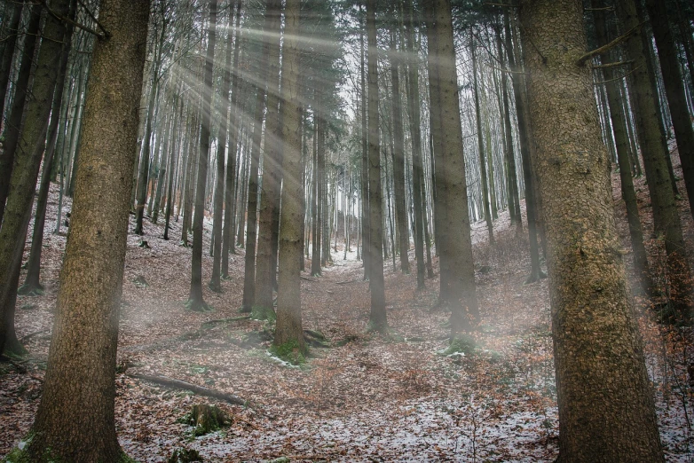 a forest filled with lots of trees covered in snow, a photo, by Thomas Häfner, renaissance, light beams with dust, by rainer hosch, in serene forest setting, holy rays