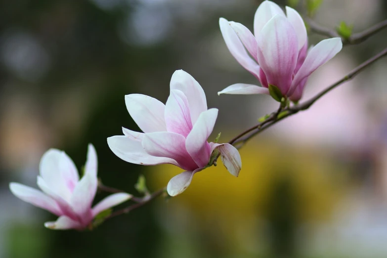 a close up of some flowers on a tree, a picture, by Hans Schwarz, trending on pixabay, magnolia big leaves and stems, 3 are spring, silky smooth, pink white and green