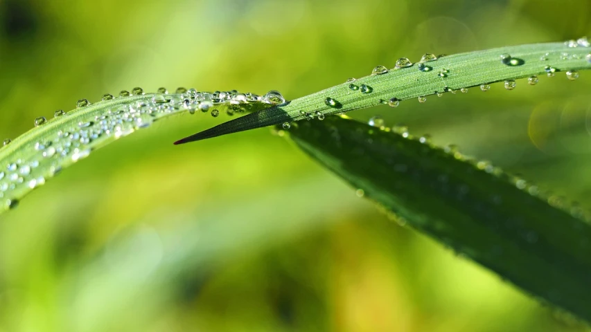 a close up of a leaf with water droplets on it, by Thomas Häfner, pixabay, hemp, long grass, high detailed light refraction, bamboo