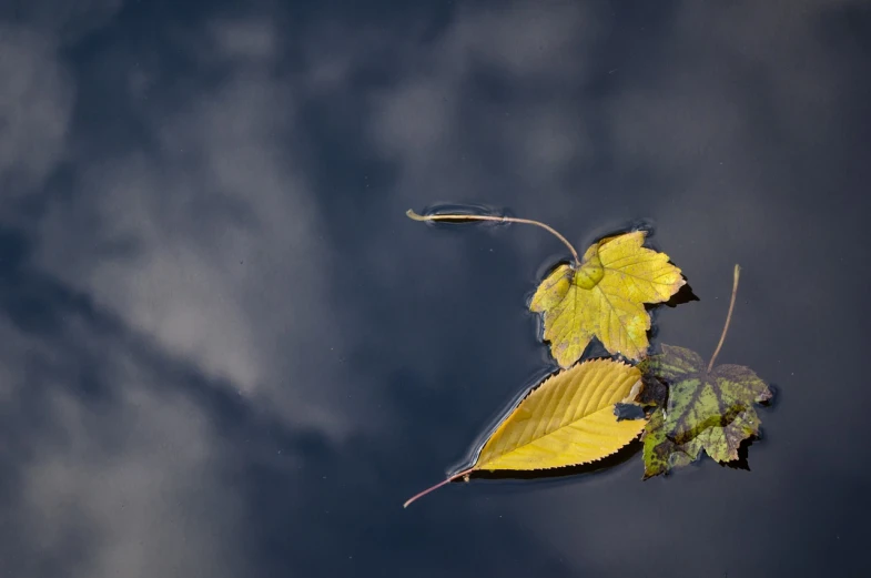 a couple of leaves floating on top of a body of water, a photo, by Jan Rustem, clouds on surface, blog-photo, benjamin vnuk, taken with my nikon d 3