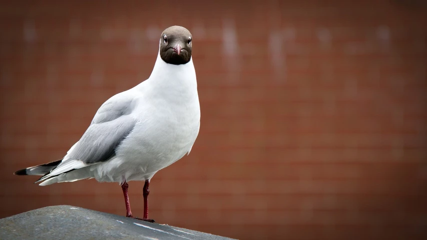 a seagull standing on a rock in front of a brick wall, a picture, pixabay, bald head and menacing look, looking at you, istock, realistic photo”