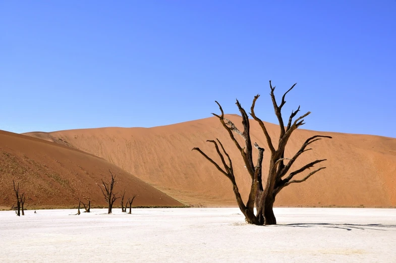 a group of dead trees sitting in the middle of a desert, a photo, by Arie Smit, beautiful wallpaper, istock, falling sand inside, on a sunny day