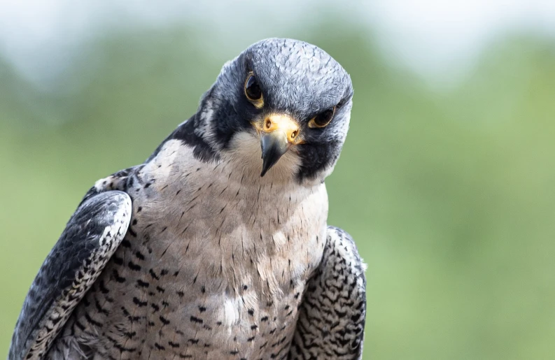 a close up of a bird of prey, a portrait, by Juergen von Huendeberg, shutterstock, fierce expression 4k, doing a sassy pose, 2 0 2 2 photo, neutral focused gaze